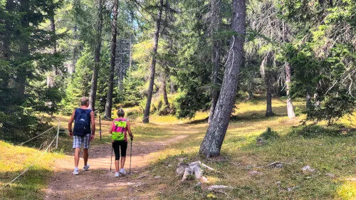 Escursioni nel bosco: cosa guardare - I Love Valdinon