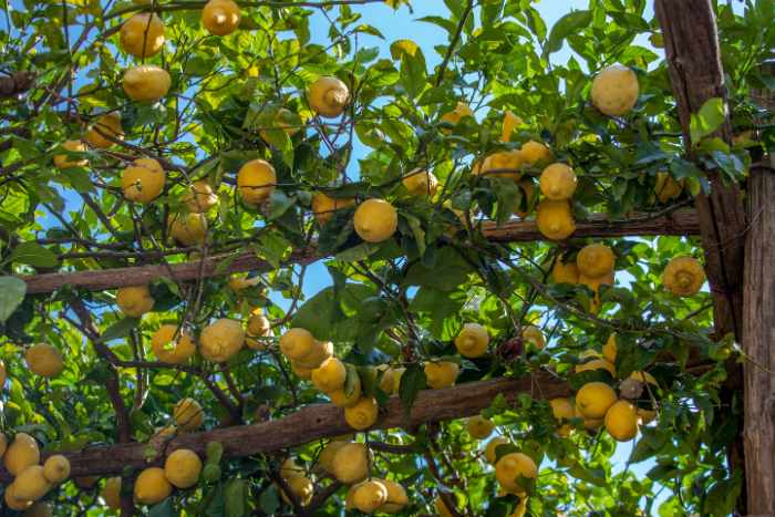 sentiero dei limoni maiori